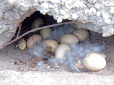 [A view looking straight into the area under the concrete. There are eggs in addition to the broken one amongst the downy feathers of the nest.]
